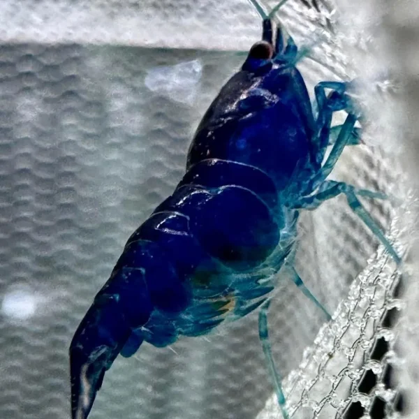 Super Blue