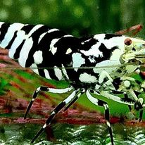 Black Fancy Tiger